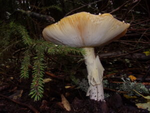 KODAK Digital Still Camera