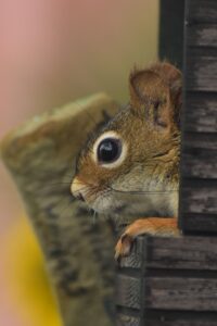 C - P - Peterková Adéla - Veverka